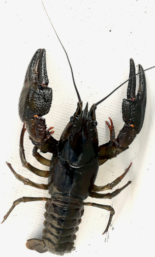 Rapu Rasvangissa s2019